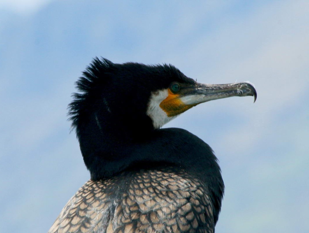 http://carolinabirds.org/Daniels/Australasia/Photos/cormorant,%20great%20NZ%20a9.jpg