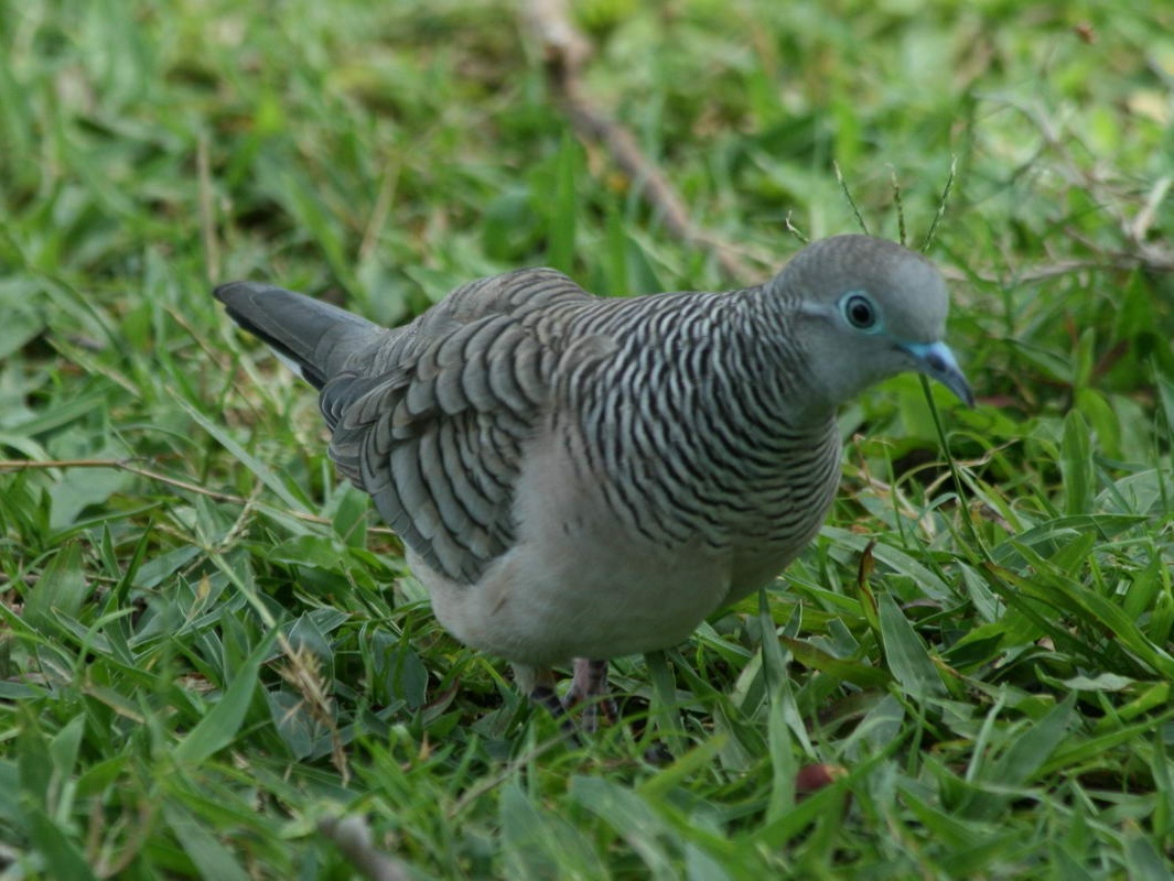 dove,%20peaceful%20Cairns%203.jpg