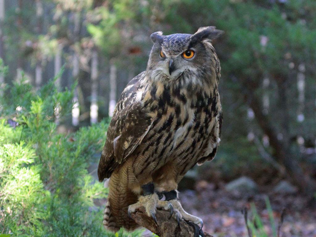 [Image: Owl,_Eurasian_Eagle57_CRC.jpg]