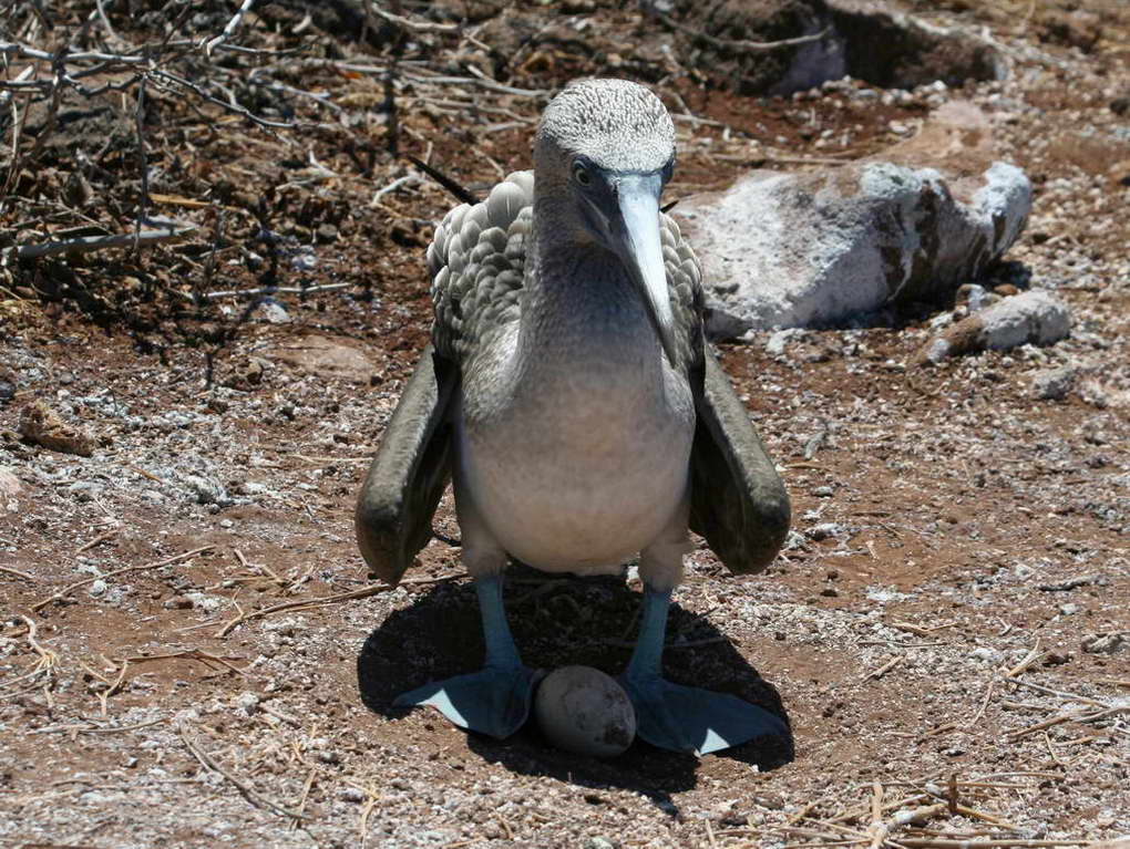 மீன் கொத்திப் பறவை.. - Page 3 Booby,%20blue-footed%2010-28%20a4