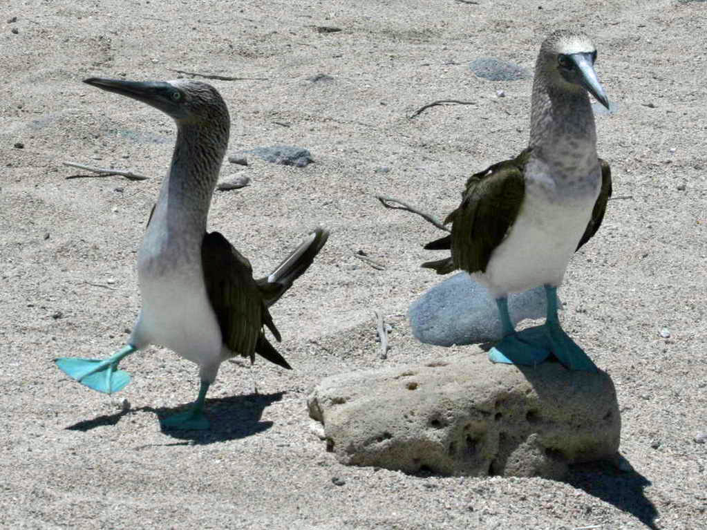 மீன் கொத்திப் பறவை.. - Page 3 Booby,%20blue-footed%2010-28%20c5