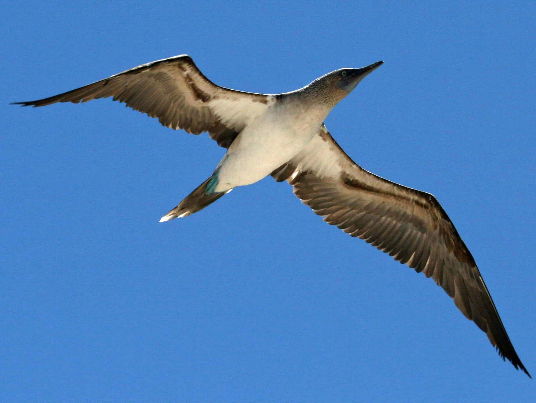 மீன் கொத்திப் பறவை.. - Page 3 Booby,%20blue-footed%2010-28%20f4