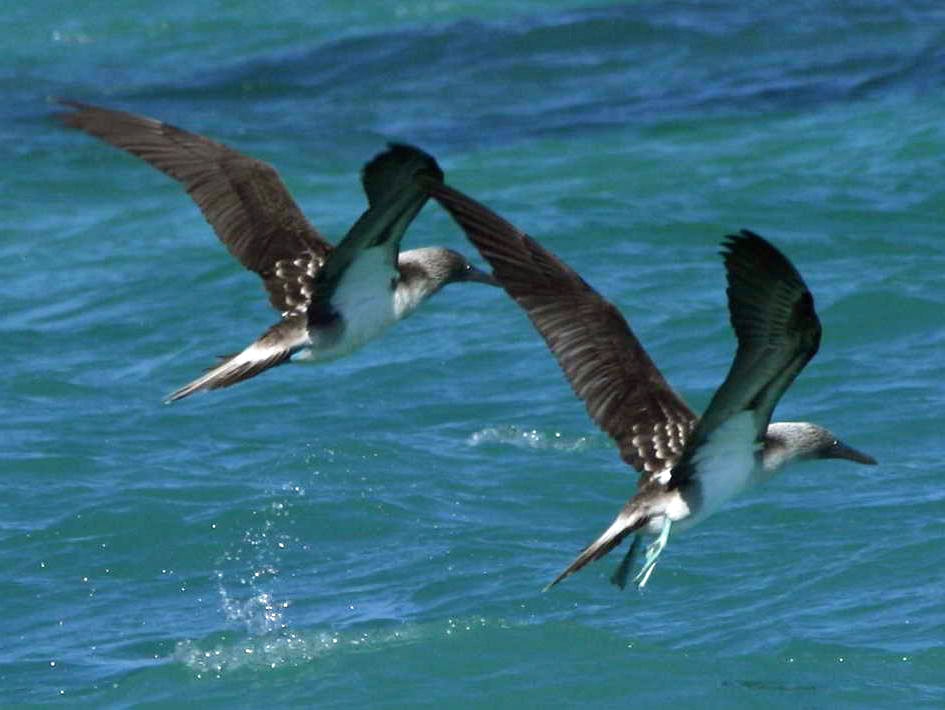 மீன் கொத்திப் பறவை.. - Page 3 Booby,%20blue-footed%2010-28%20f7