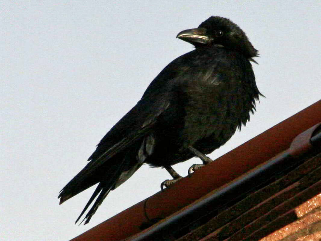 Hugin el cuervo robot Crow,%20carrion%2005-25a%20ENG