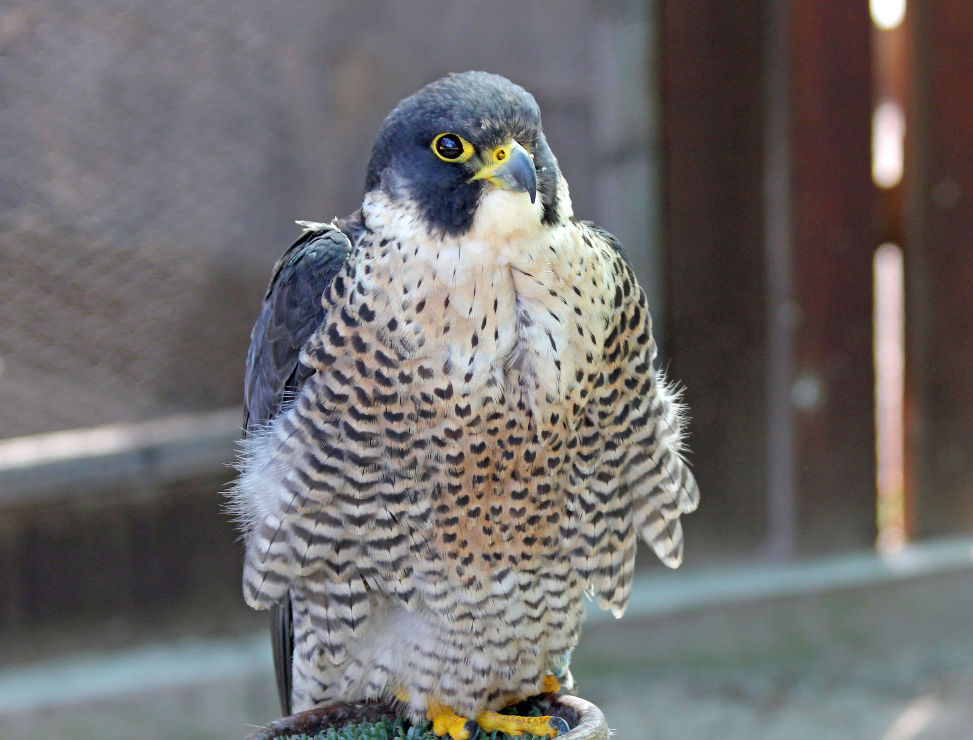 birds of the world falcons birds of the world falcons
