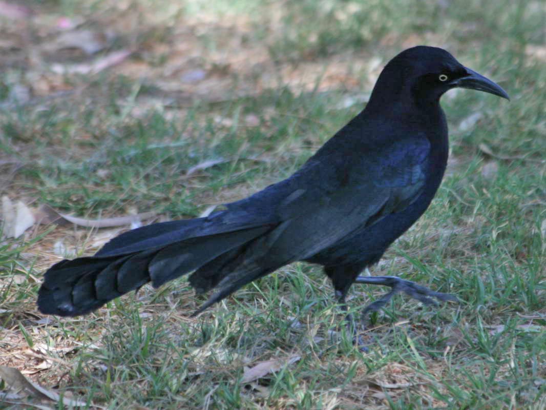 birds of the world grackles birds of the world grackles