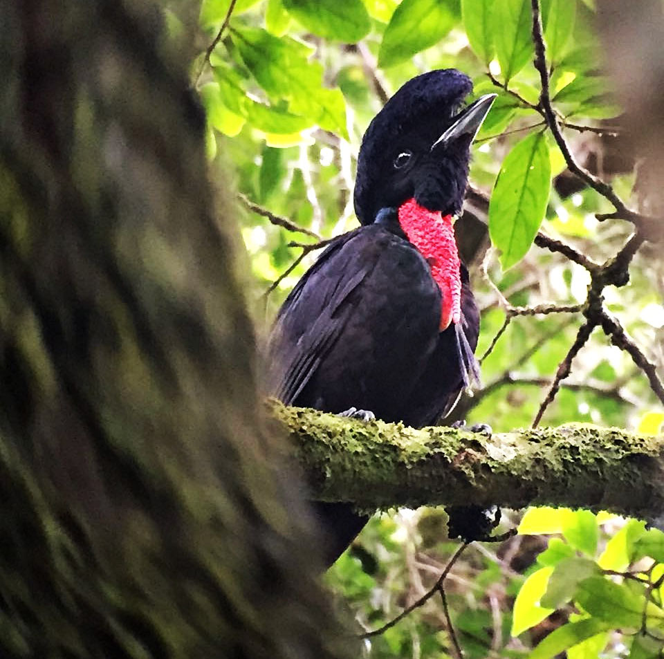 Cephalopterus ornatus