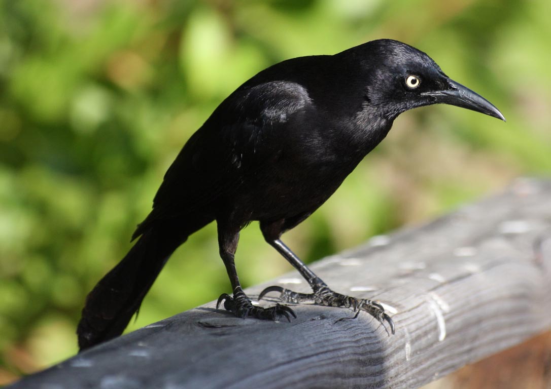 Grackle,_Carib_Mark_Stevens2.jpg