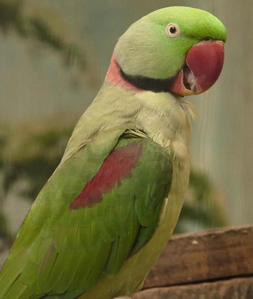 Asian Parrots 24