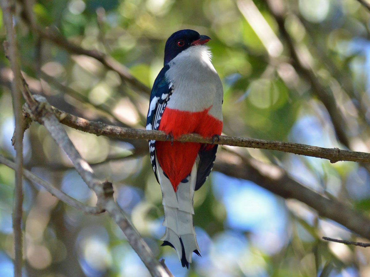 Birds Of The World Trogons Trogonidae