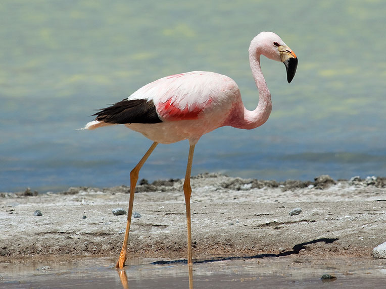 Birds of The World: Flmingos (Phoenicopteridae)