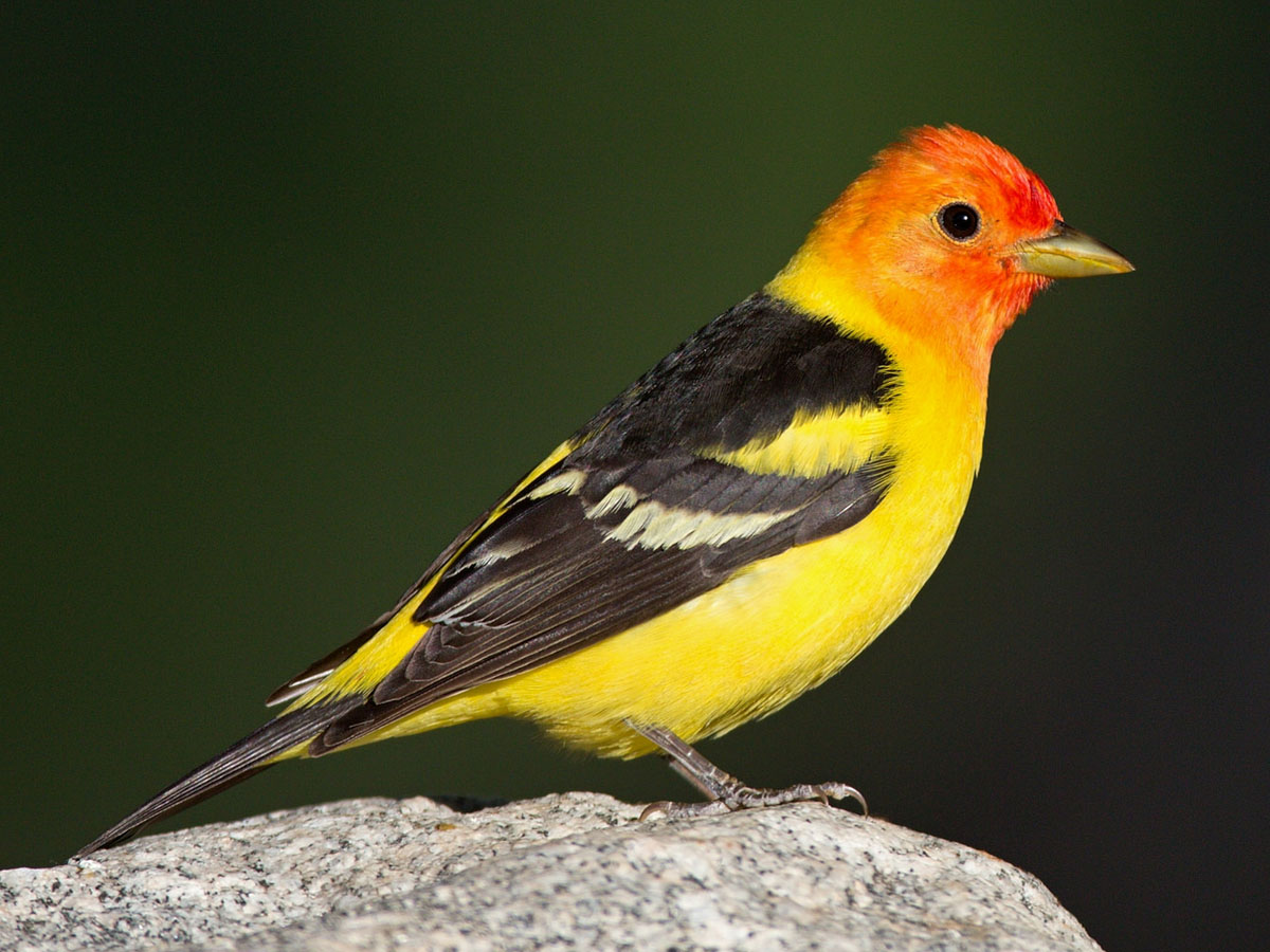 Birds of The World Cardinals and Tanagers (Cardinalidae)