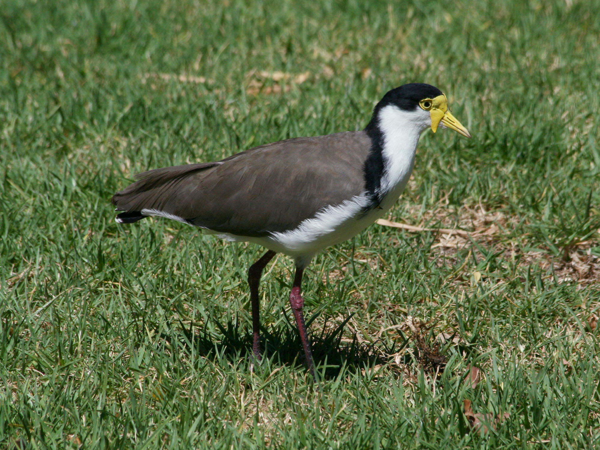 Birds of The World: Lapwings (Charadriidae)