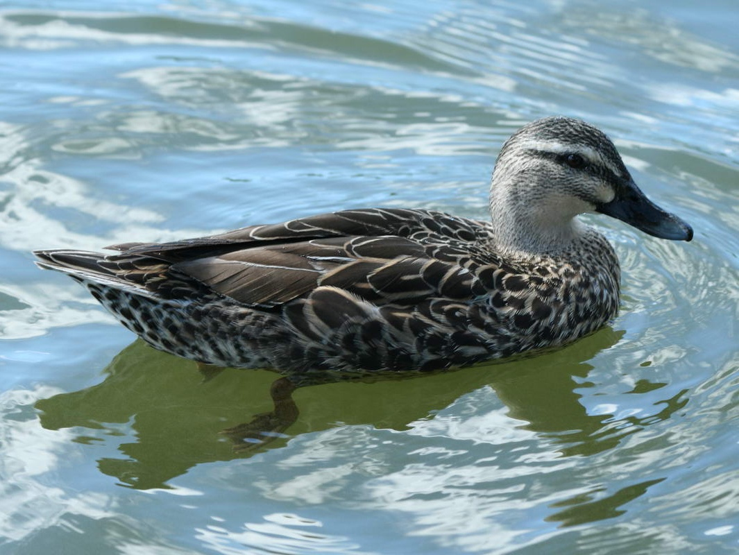 Birds of The World: Dipping Ducks (Anatidae)