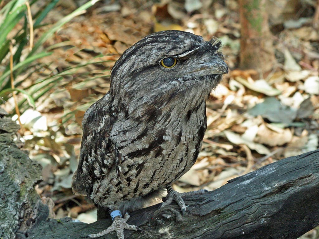 Birds of The World: Frogmouths (Podargidae)