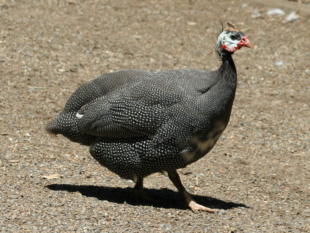 Birds of The World: Guineafowl (Numididae); Brush-turkey (Megapodiidae)