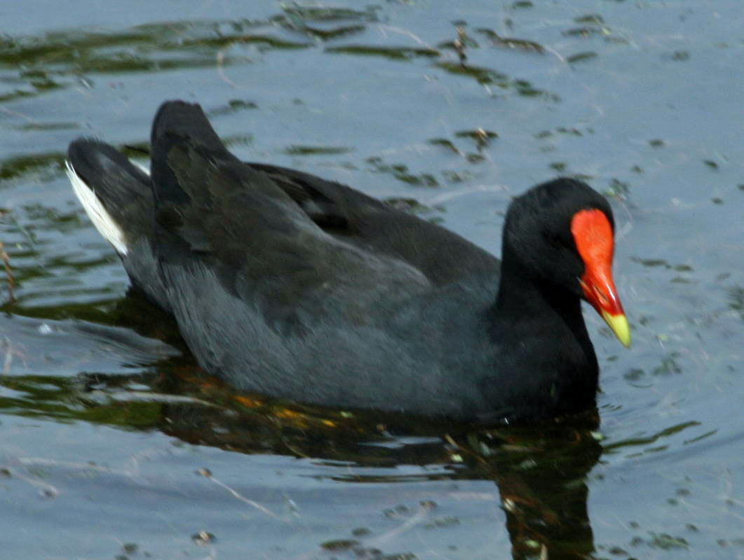 Birds of The World: Coots, Moorhens (Rallidae)