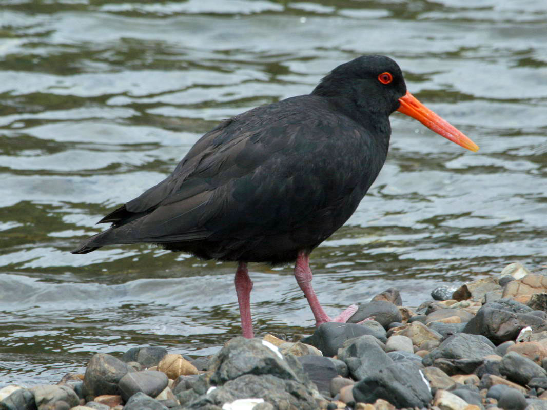 Birds of The World: Oystercatchers (Haematopodidae); Ibisbill ...