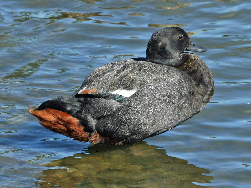 Birds of The World: Shelducks (Anatidae)