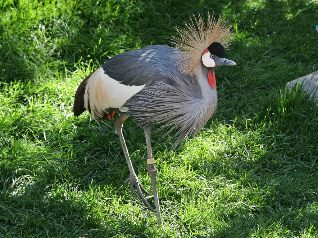 Birds of The World: Cranes (Gruidae)