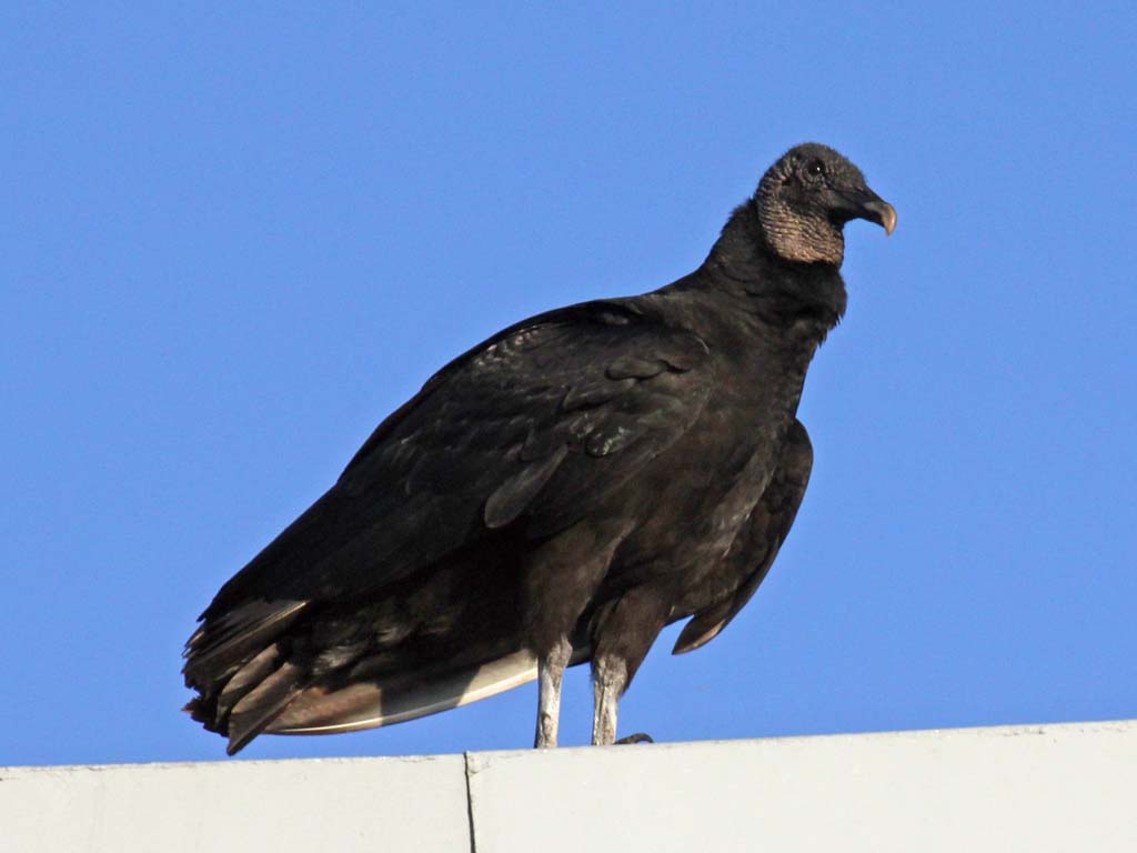 The Black Vulture has black plumage; gray head, neck.