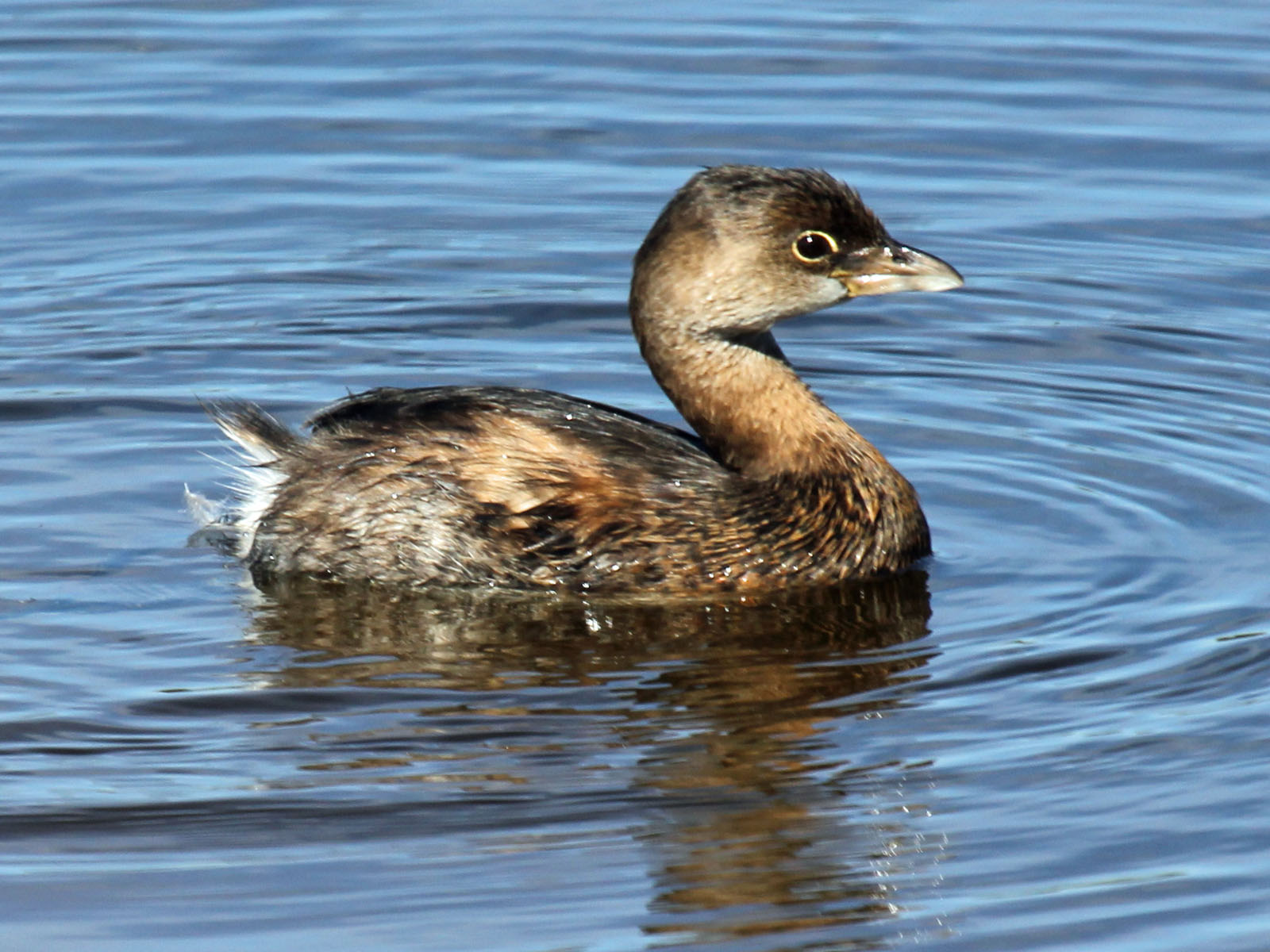 Birds of The World: Grebes (Podicipedidae)