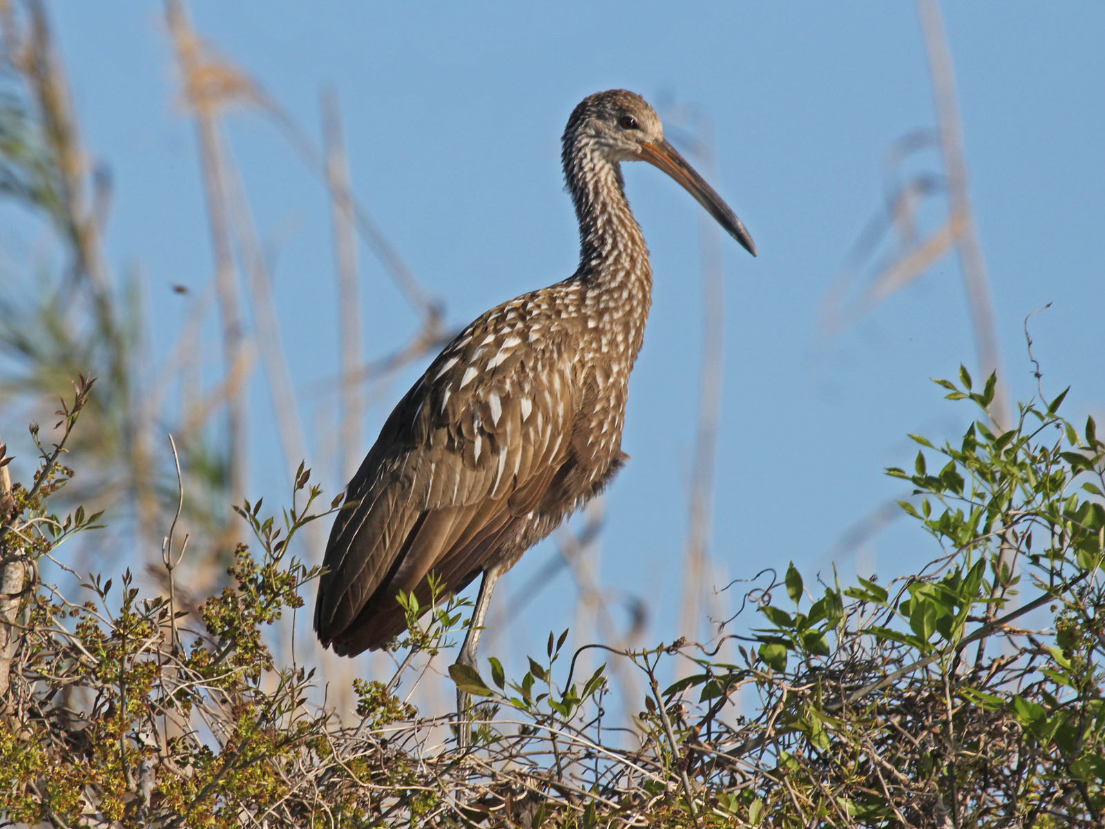 Birds of The World: Limpkins (Aramidae)