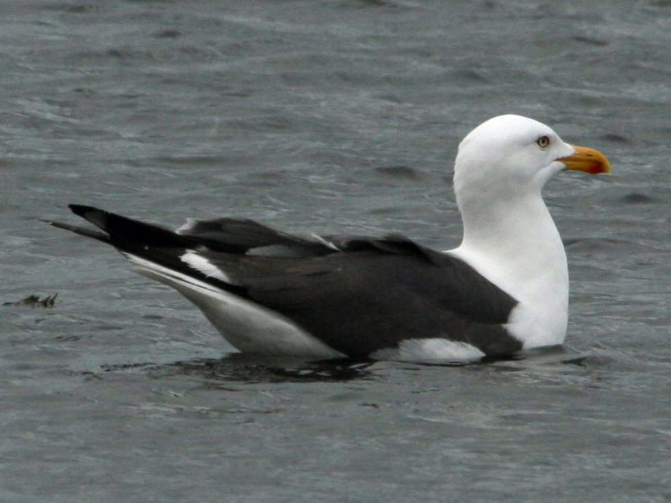 Морская чайка 4. Большая морская Чайка (Larus Marinus).