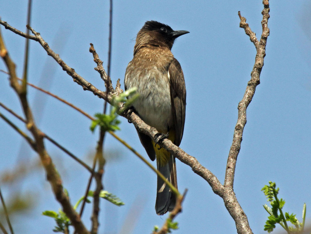 Birds of The World: BULBULS