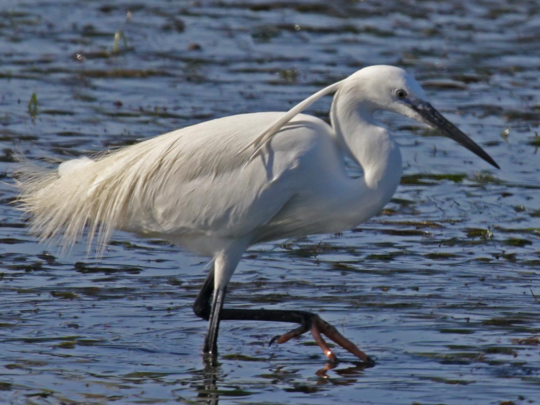 Birds of The World: Egrets (Ardeidae)