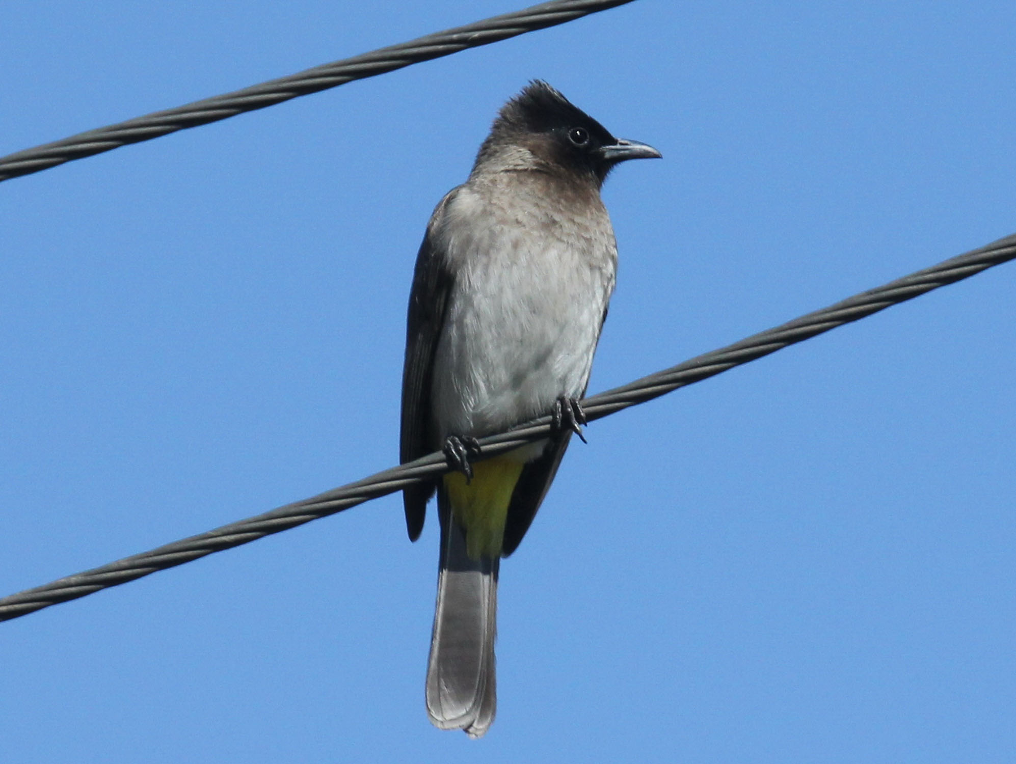 Birds of The World: BULBULS