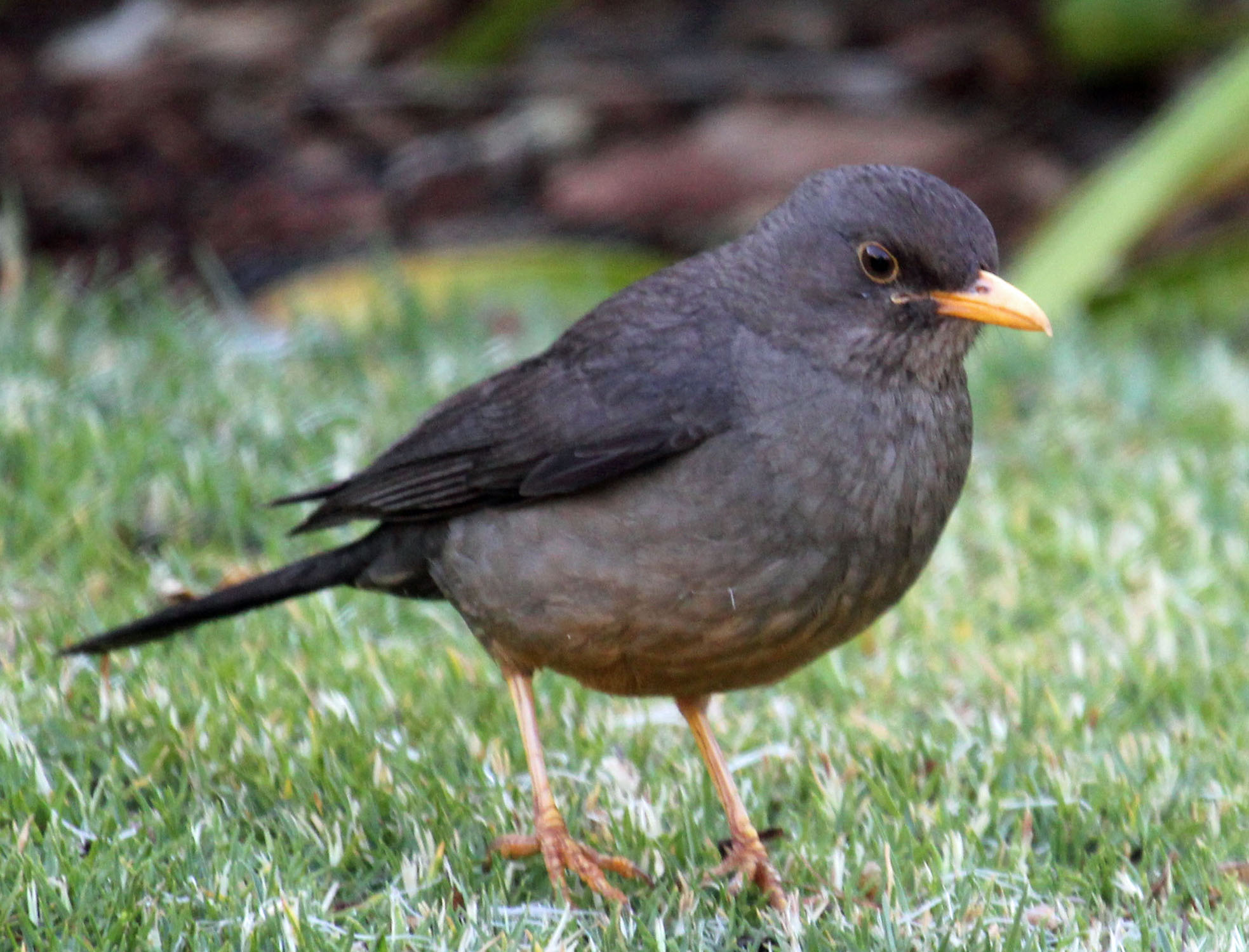 Birds of the World: Thrushes and Allies (Turdidae)