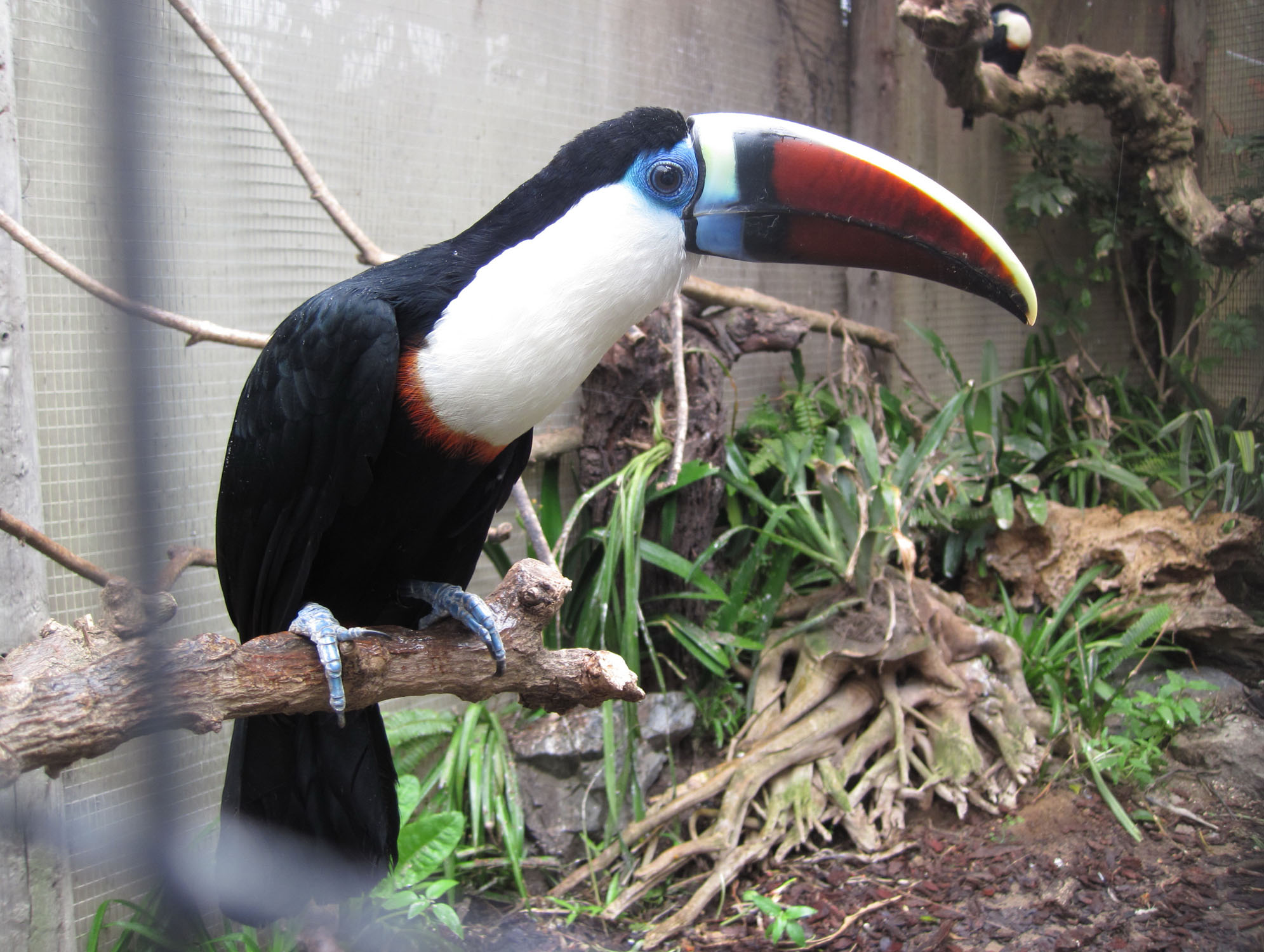 Birds of The World: Toucans (Ramphastidae)