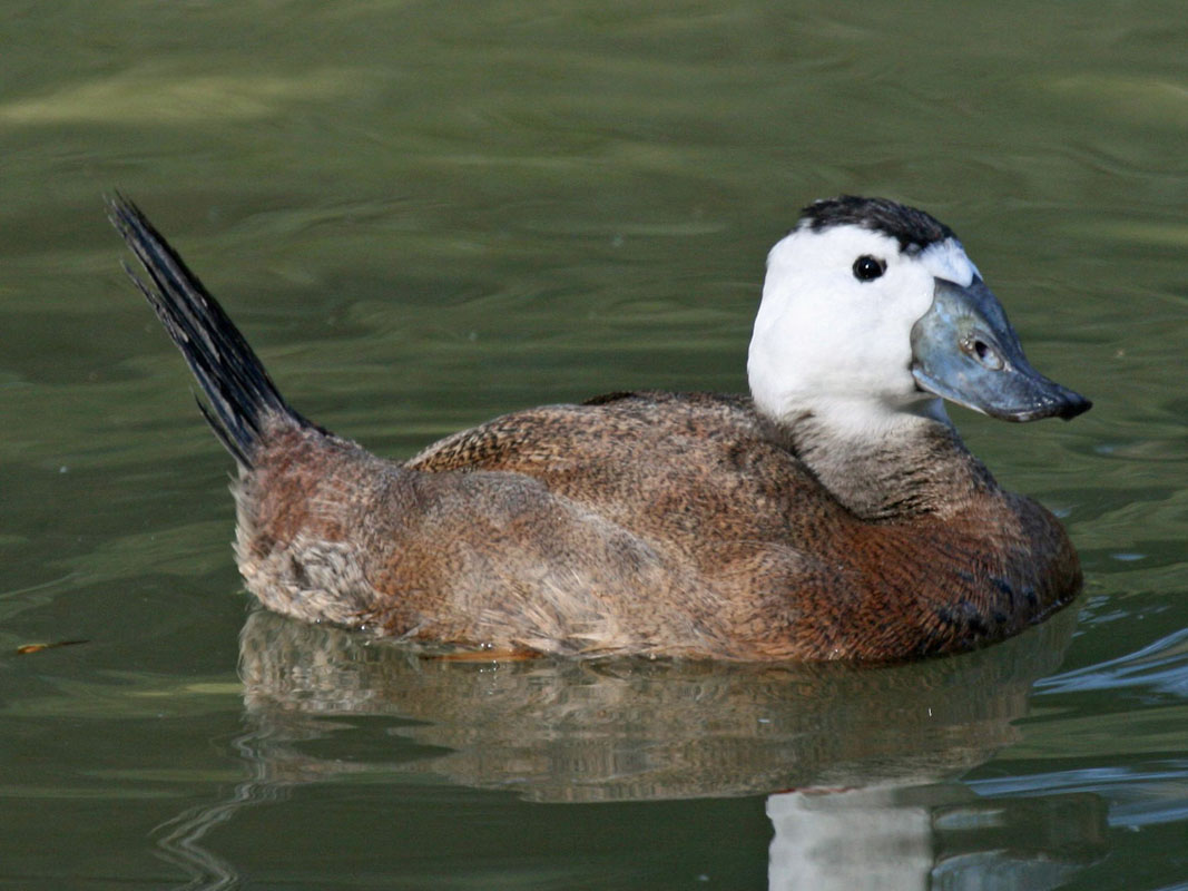 Birds of The World: Stiff-tailed Ducks (Anatidae)