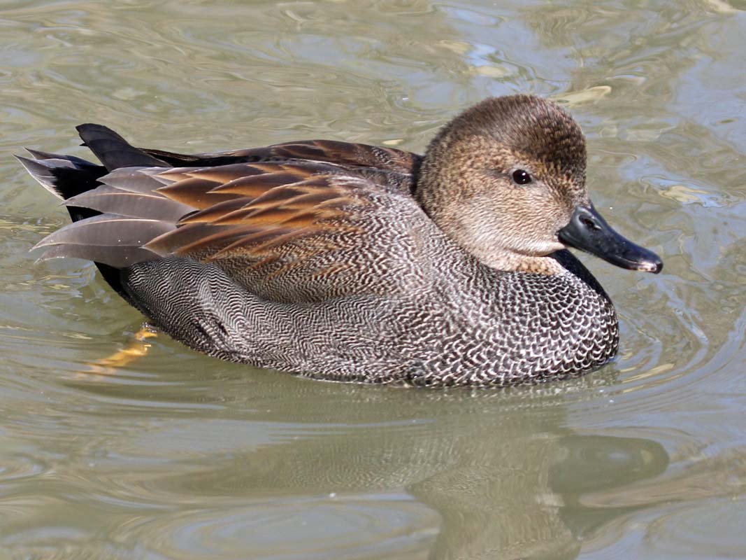 Birds of The World: Dipping Ducks (Anatidae)