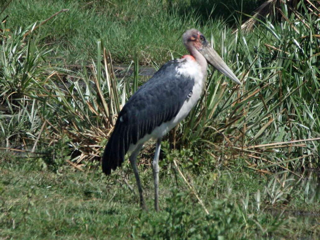 Birds of The World: Storks (Ciconiidae)