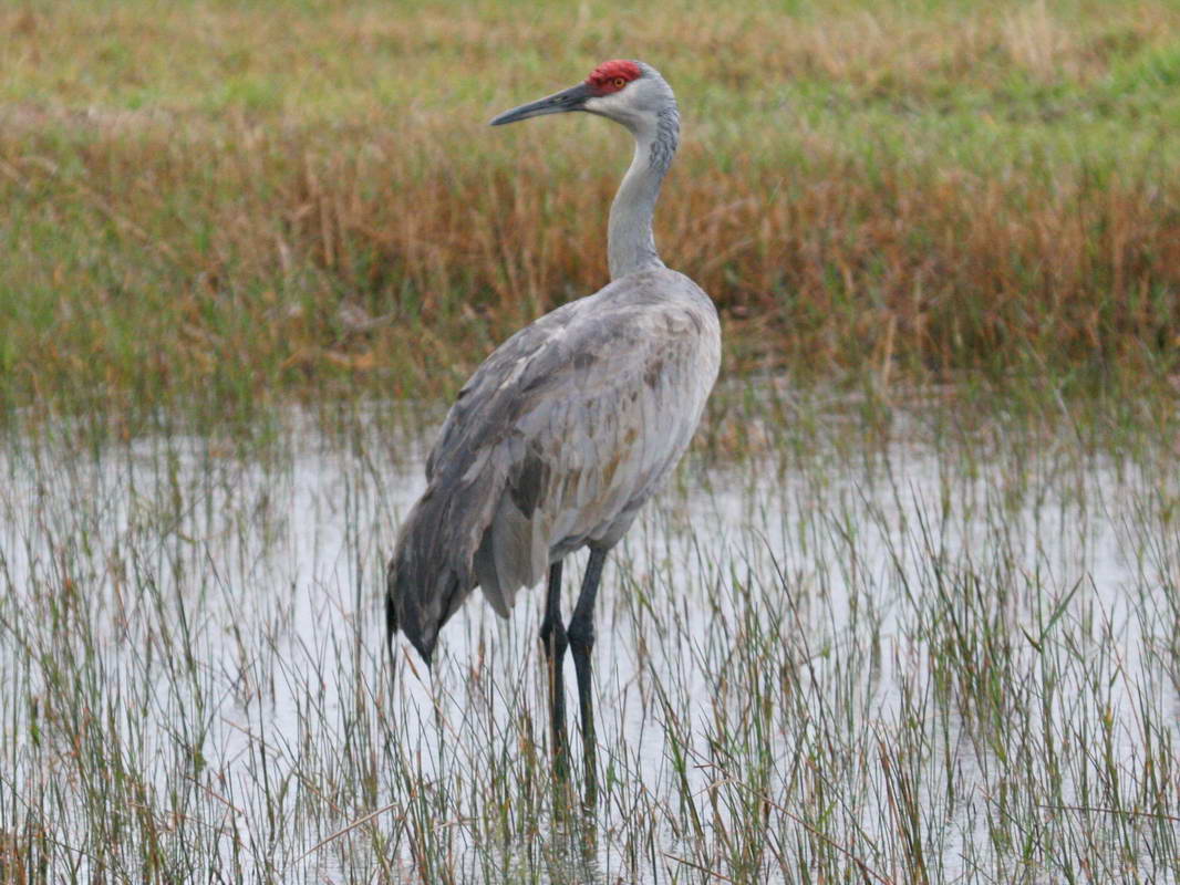 Birds of The World: Cranes (Gruidae)