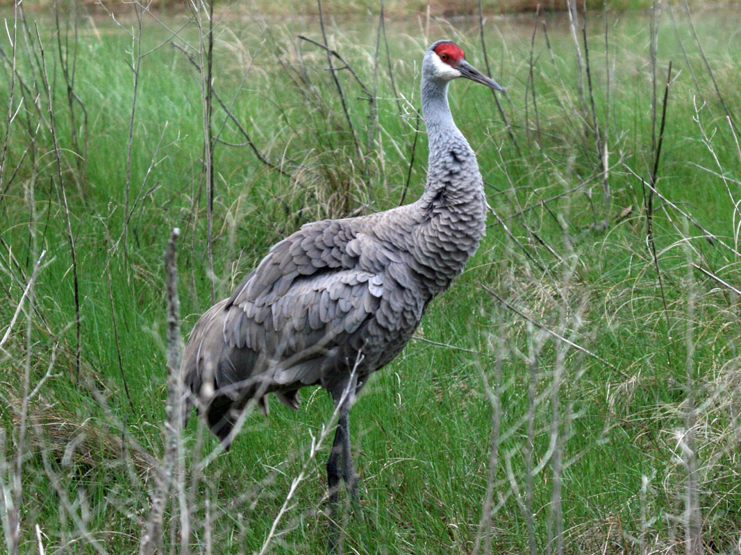 Birds of The World: Cranes (Gruidae)