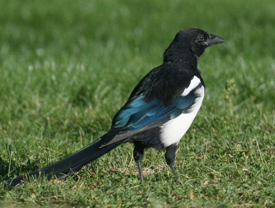 Birds of The World: Magpies (Corvidae)