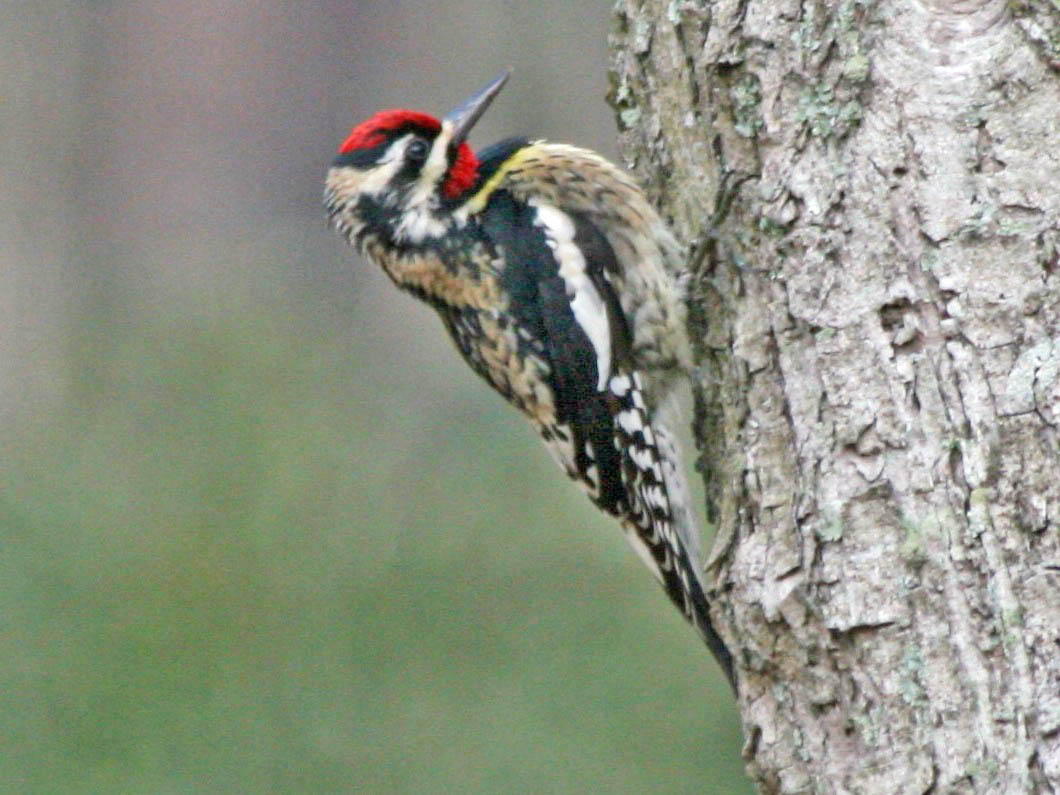 Sphyrapicus varius