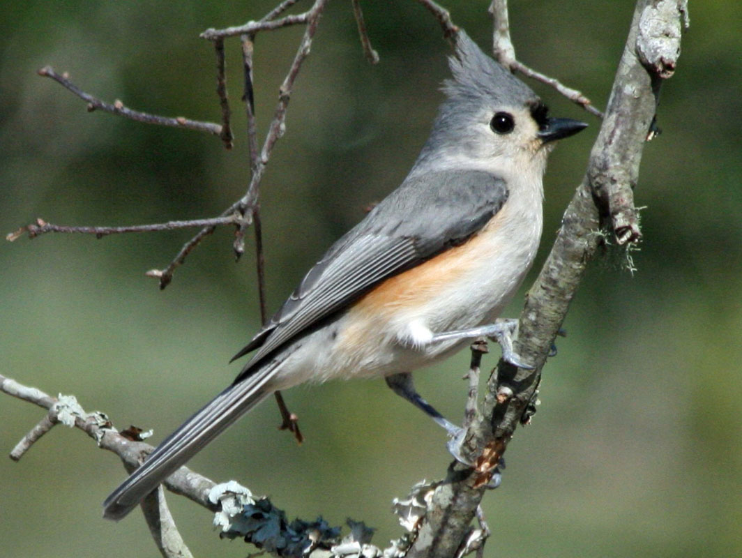 Birds of The World: Chickadees, Tits (Paridae)