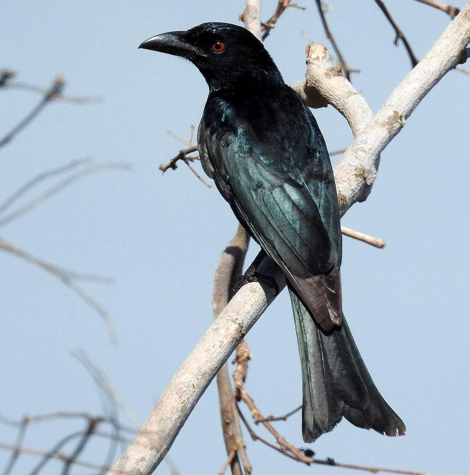 Birds Of The World Drongos Dicruridae 