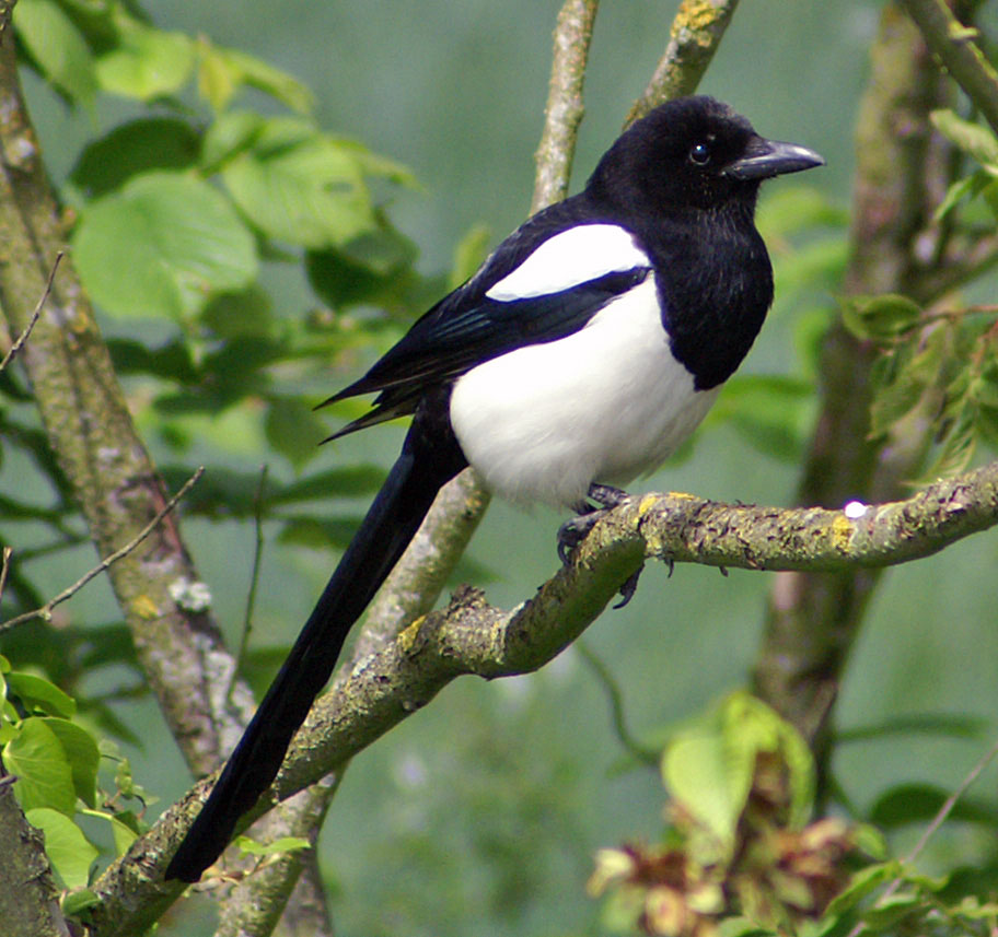 Birds of The World: Magpies (Corvidae)