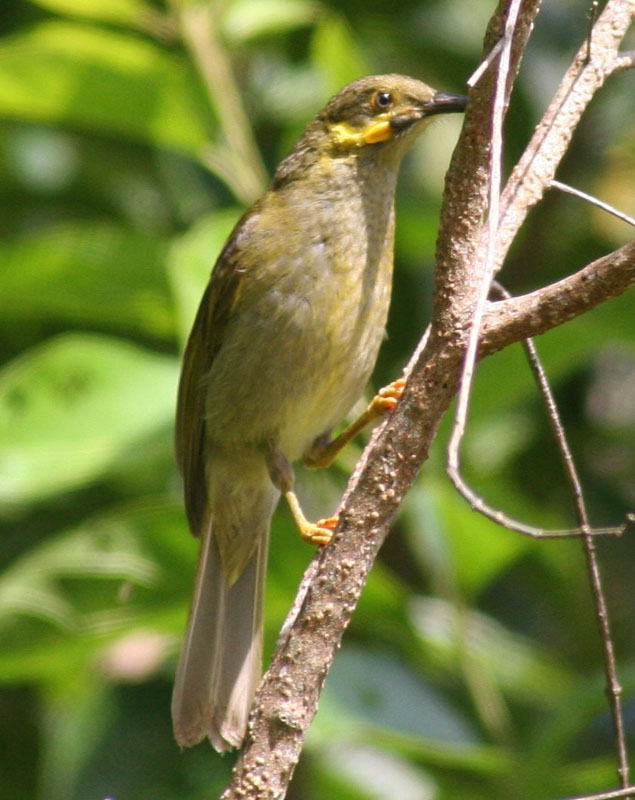 Birds of The World: Honeyeaters and their Allies (Meliphagidae)