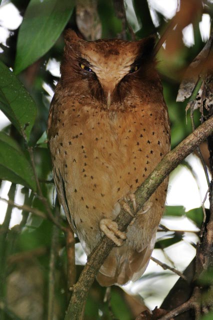 Birds of The World: Owls (Strigidae)