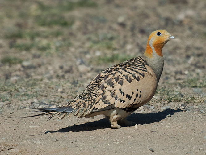 Birds of The World: Sandgrouse (Pteroclididae)