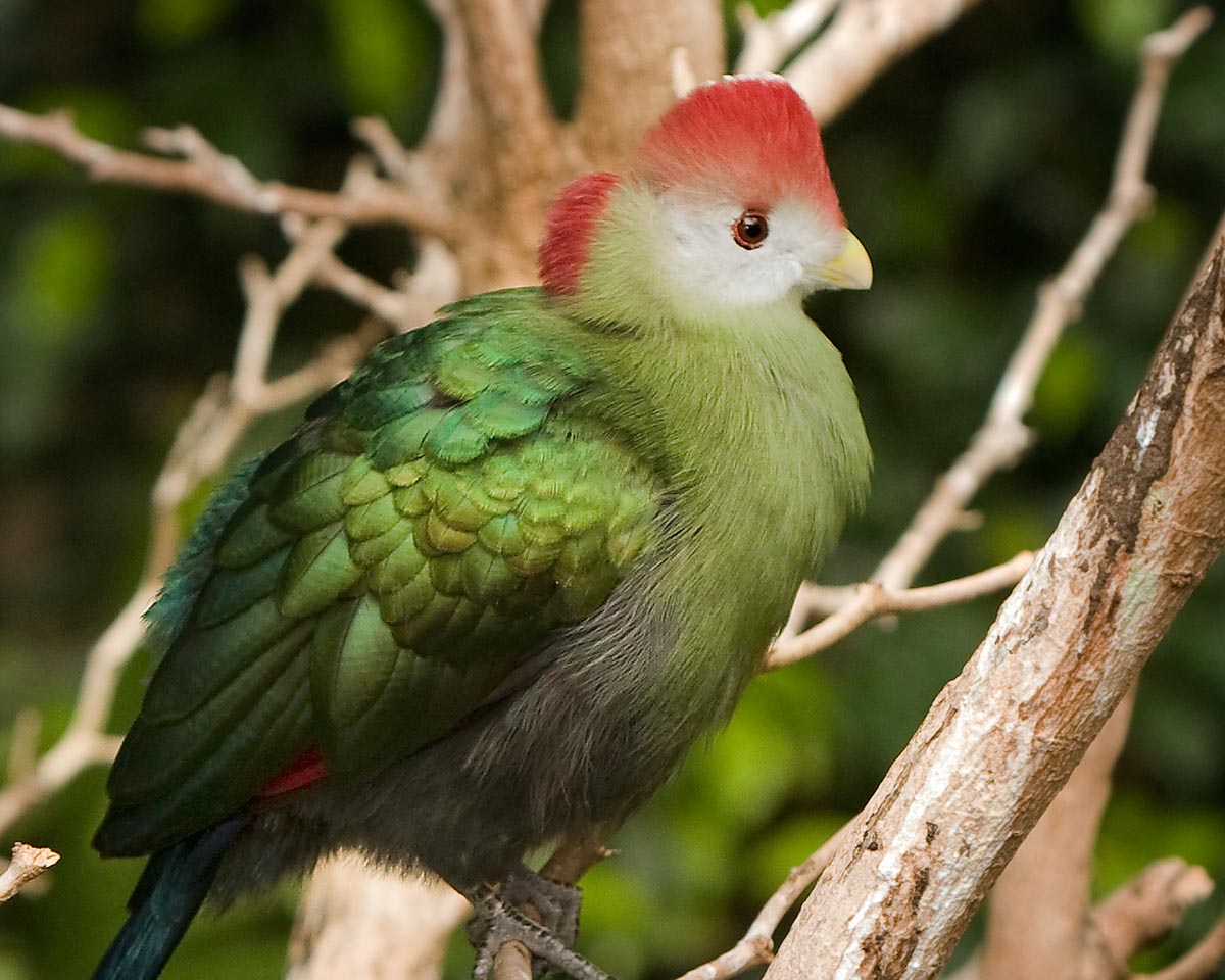 Birds of The World: Turacos (Musophagidae)