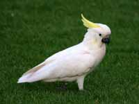 albino yellow tail black cockatoo