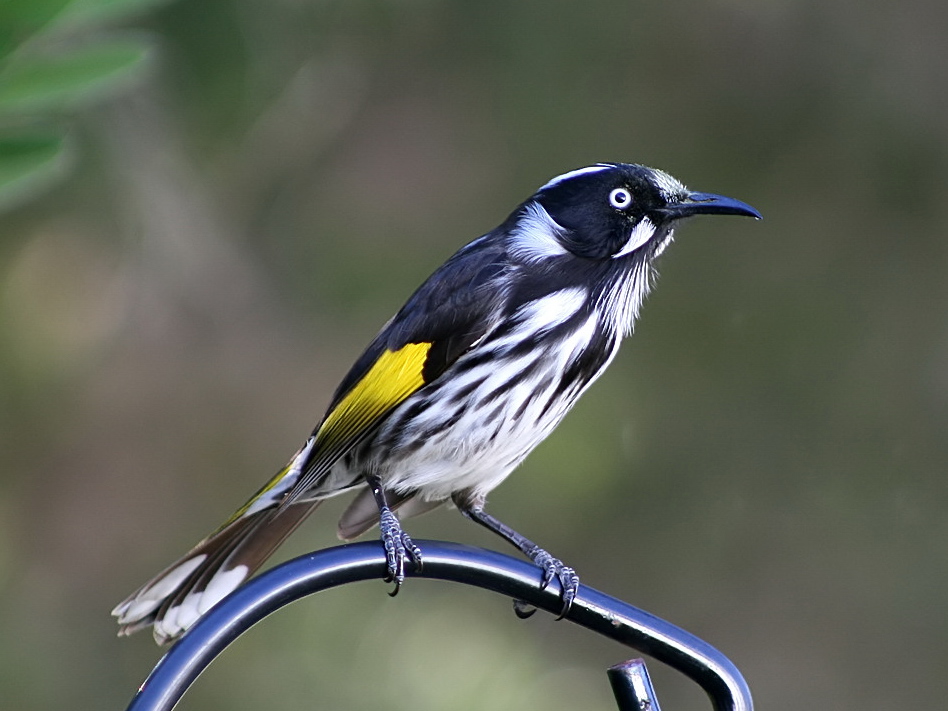 Phylidonyris novaehollandiae. Australian spotted агоwаnа. Honeyeater.