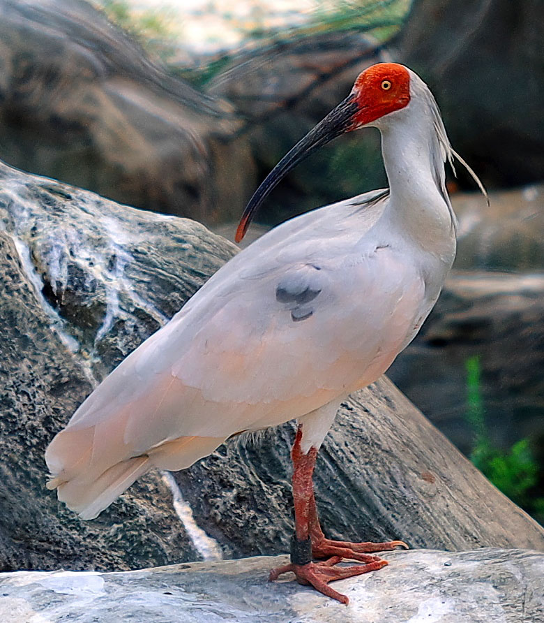 Birds of The World: Ibis (Threskiornithidae)